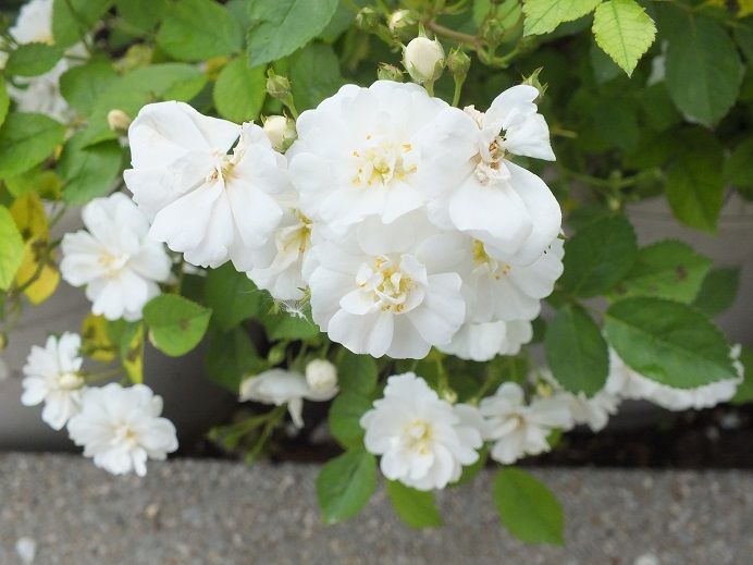  photo gourmetpopcorn2_zpsba9d3e76.jpg